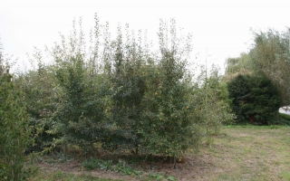 Pyrus communis meerstammig 400-500