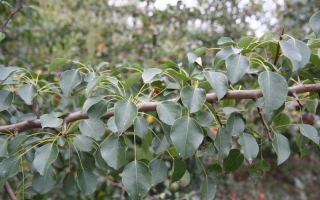 Pyrus communis blad