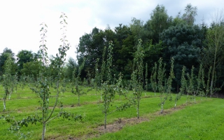 Pyrus communis meerstammig