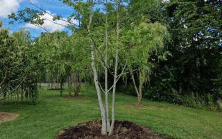 Quercus coccinea meerstammig 700-800