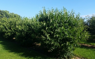 Heptacodium miconioides meerstam 250-300 solitair