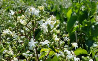 Heptacodium miconioides bloei