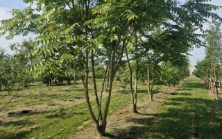 Ailanthus altissima 400-500 (3)