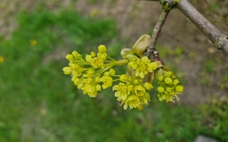 Acer platanoides (2)