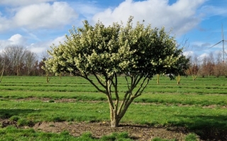 osmanthus burkwoodii bloei