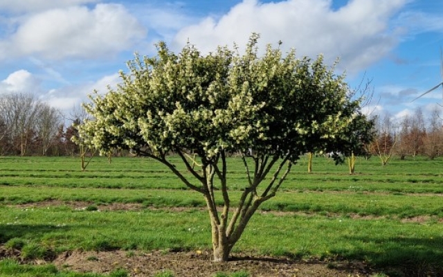 Osmanthus burkwoodii