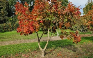 Aesculus glabra herfst