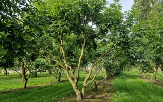 Aesculus glabra meerstammig