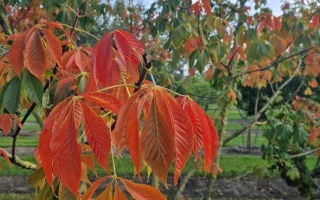 Aesculus glabra