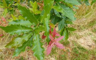 Quercus rhysophylla 'Maya' blad