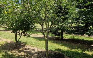 Quercus rhysophylla 'Maya' meerstammig 400-500