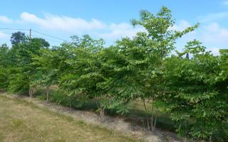 Gymnocladus dioica meerstammig 200-250