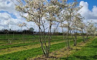 Amelanchier lamarckii (3)