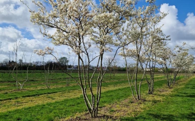 Amelanchier lamarckii