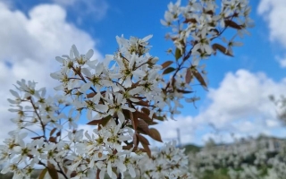 Amelanchier lamarckii (4)