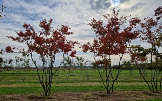 Amelanchier lamarckii herfst