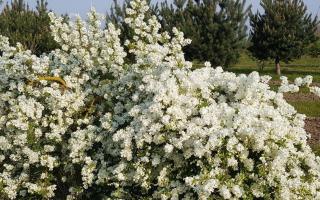 Exochorda 'The bride'