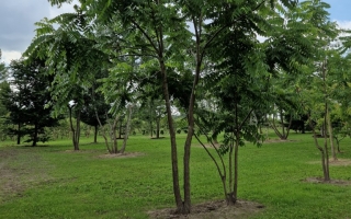 Juglans nigra 500-600