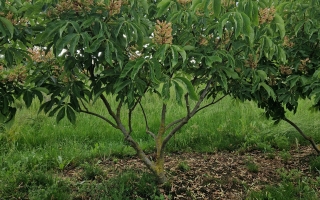 Aesculus mutabilis 'Induta' 150-175