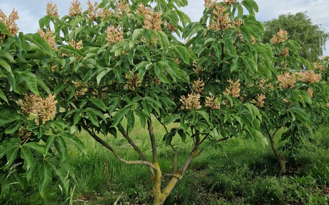 Aesculus mutabilis 'Induta'