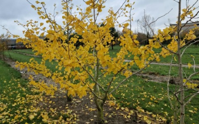 Ginkgo biloba