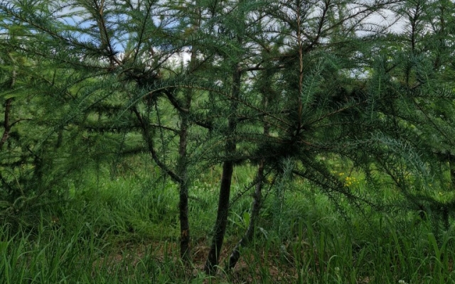 Larix kaempferi