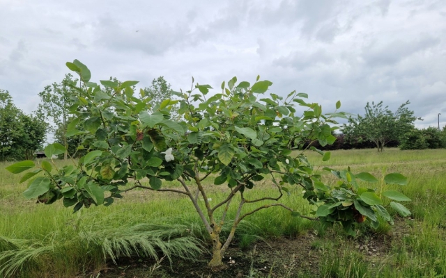 Magnolia sieboldii