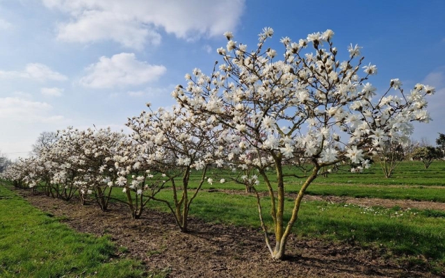 Magnolia stellata