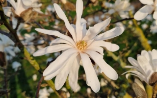 magnolia stellata 2