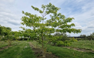 Cornus controversa meerstammig