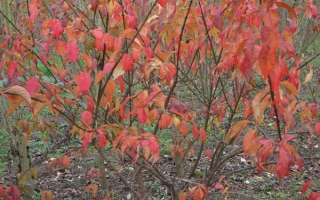 Euonymus europaeus herfstkleur