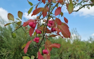 Euonymus europaeus