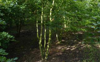 Fagus sylvatica meerstam  500-600