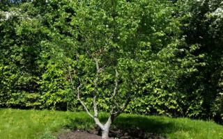 Fagus sylvatica meerstammig