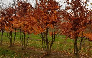 Fagus sylvatica 350-400 meerstammig