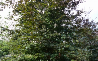 Fagus sylvatica 'Purpurea' meerstammig 500-600