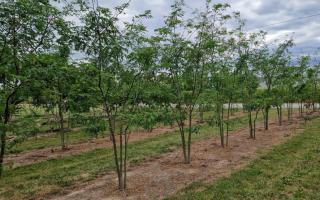 Gleditsia triacanthos inermis meerstammig 300-350