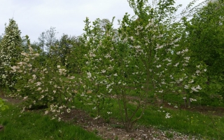 Halesia carolina meerstammig 250-300