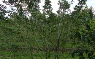 Halesia carolina meerstammig 