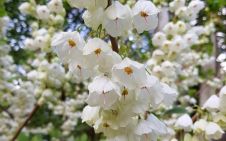 Halesia carolina bloei