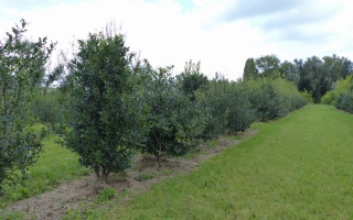 Ilex aquifolium solitaire struik 150-175