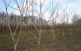 Juglans regia meerstammig 250-300