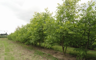 Juglans regia meerstammig 350-400