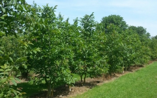 Juglans regia meerstammig 300-350