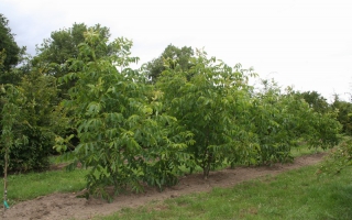 Juglans regia 'Broadview' meerstammig 350-400