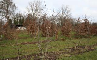 Juglans regia 'Broadview' meerstammig 300-350