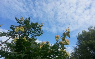 koelreuteria paniculata zaaddozen