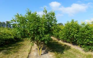 Koelreuteria paniculata meerstammig 250-300