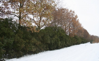 Ligustrum ovalifolium solitaire struik