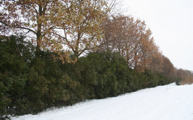 Ligustrum ovalifolium